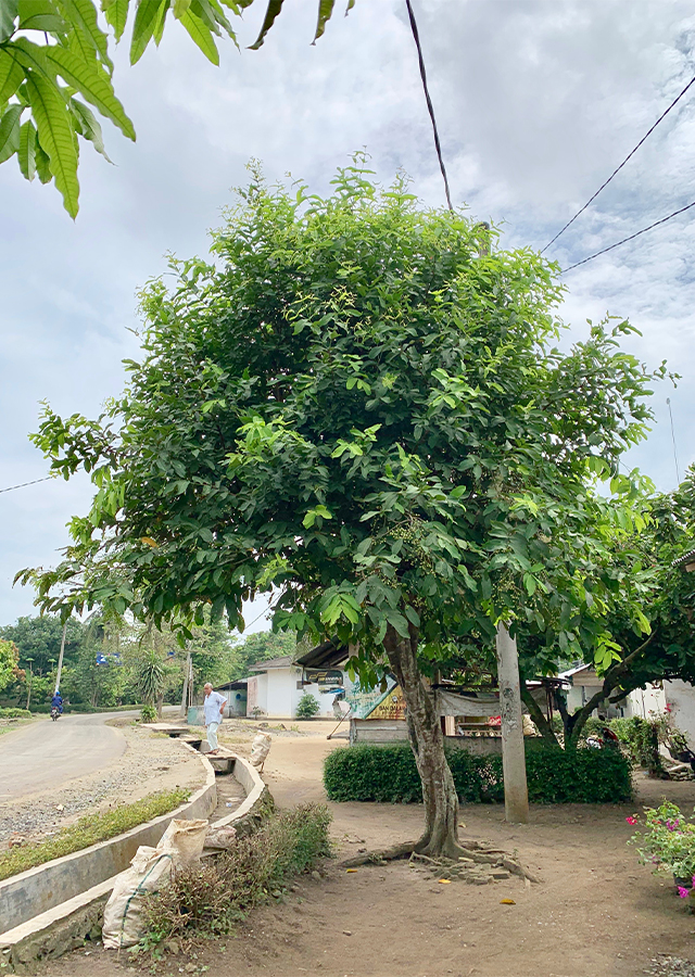 Penyebaran Jambu Air