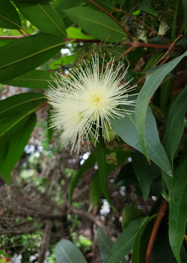 Penyebaran Jambu Mawar