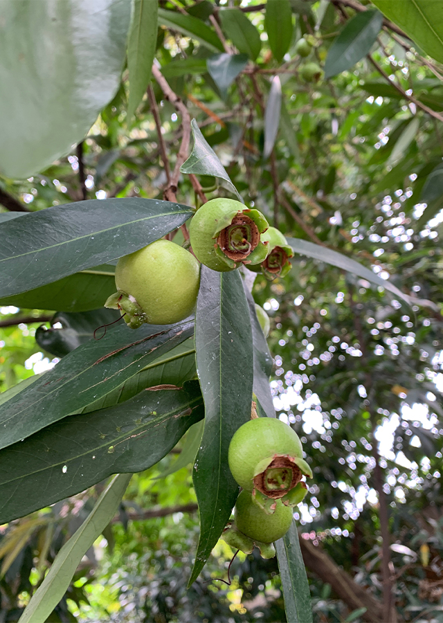 Penyebaran Jambu Mawar