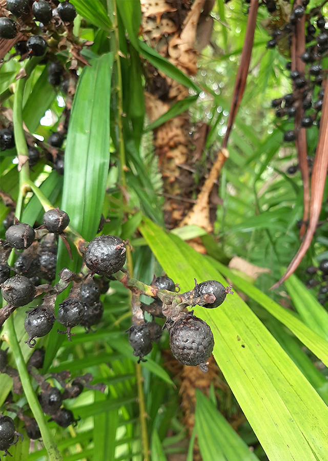 Penyebaran Jernang