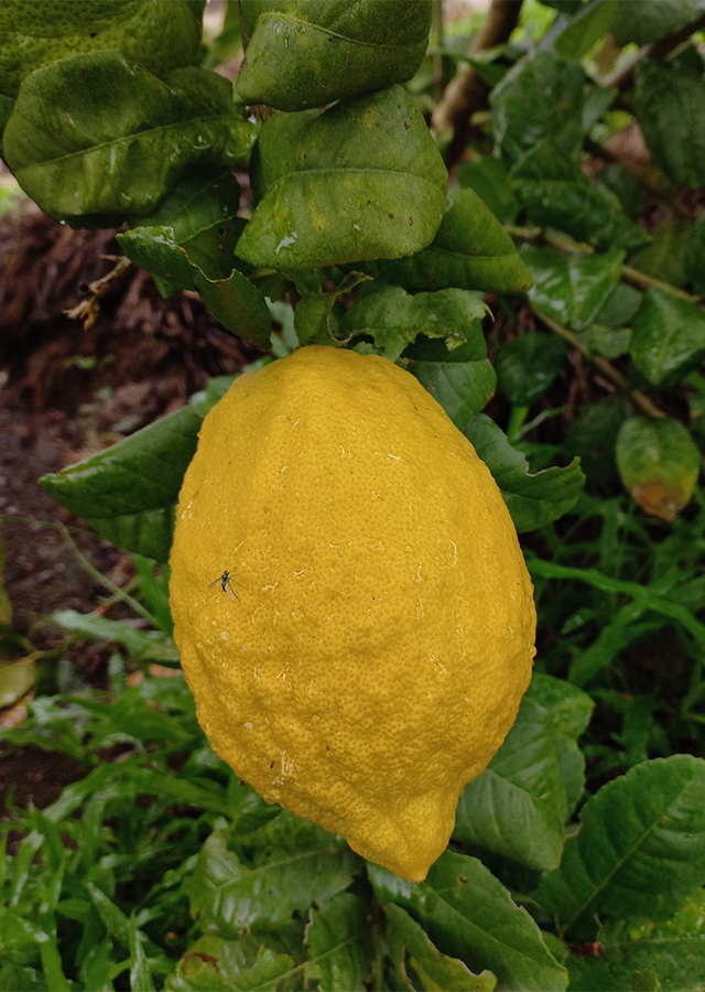 Penyebaran Jeruk Lemon