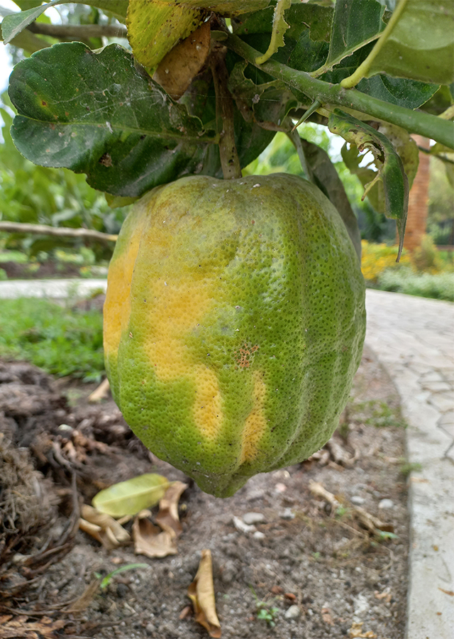 Penyebaran Jeruk Pepaya