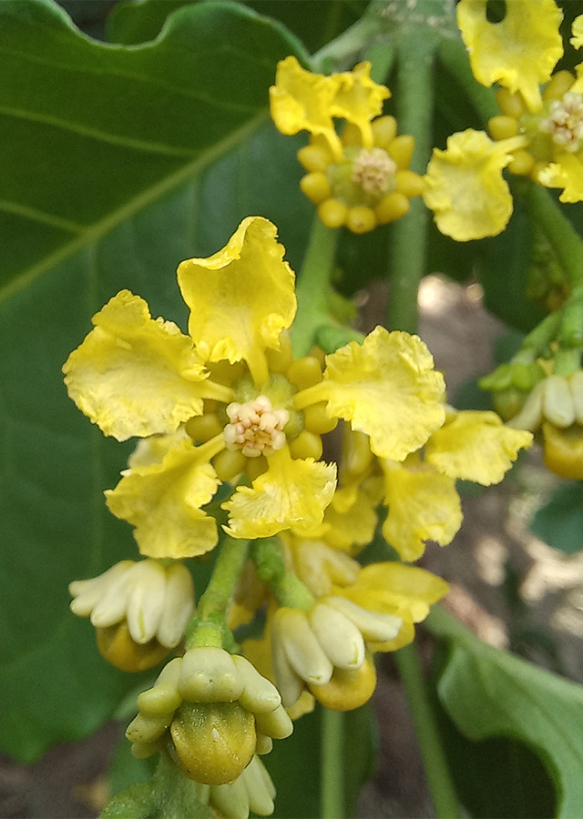 Penyebaran Kacang Almond