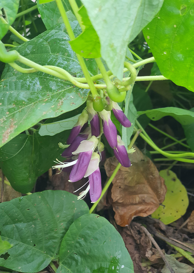 Penyebaran Kacang Benguk