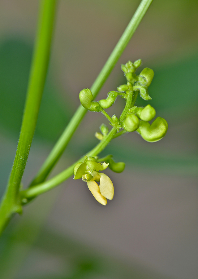 Penyebaran Kacang Jawa