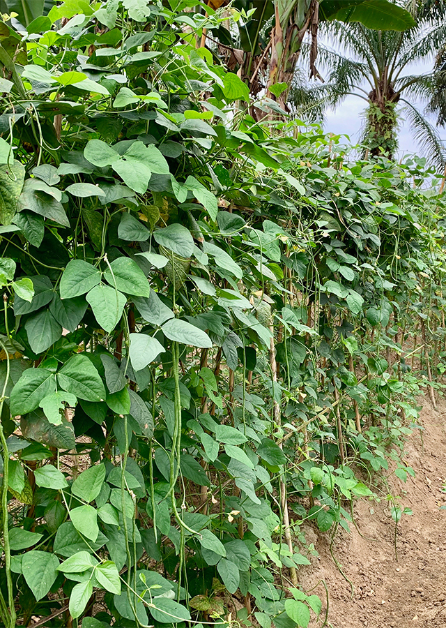 Penyebaran Kacang Panjang