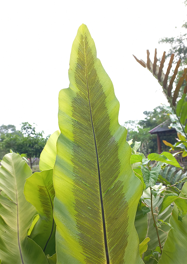 Penyebaran Kadaka