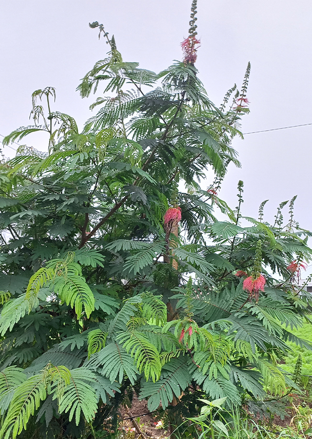 Penyebaran Kaliandra Merah