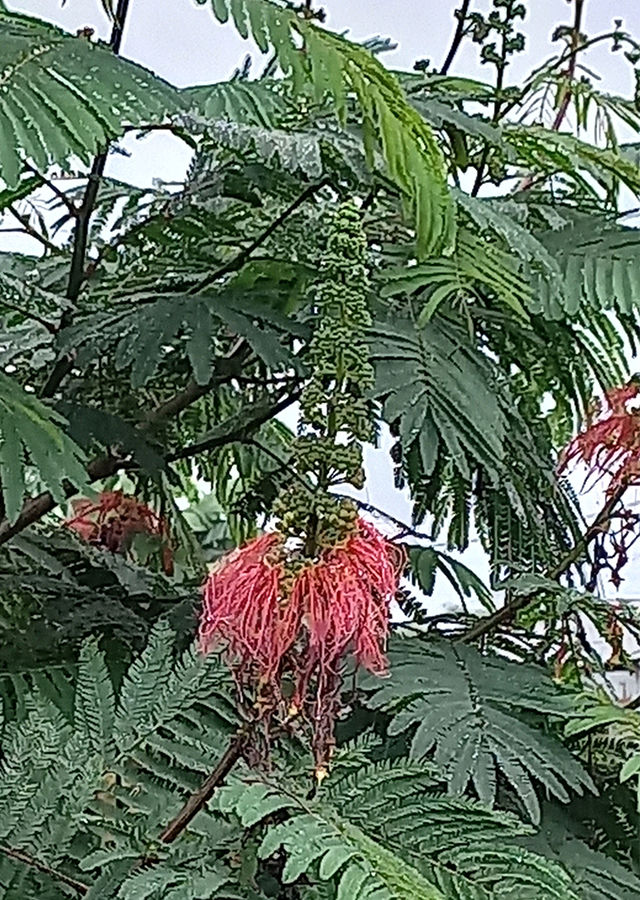 Penyebaran Kaliandra Merah