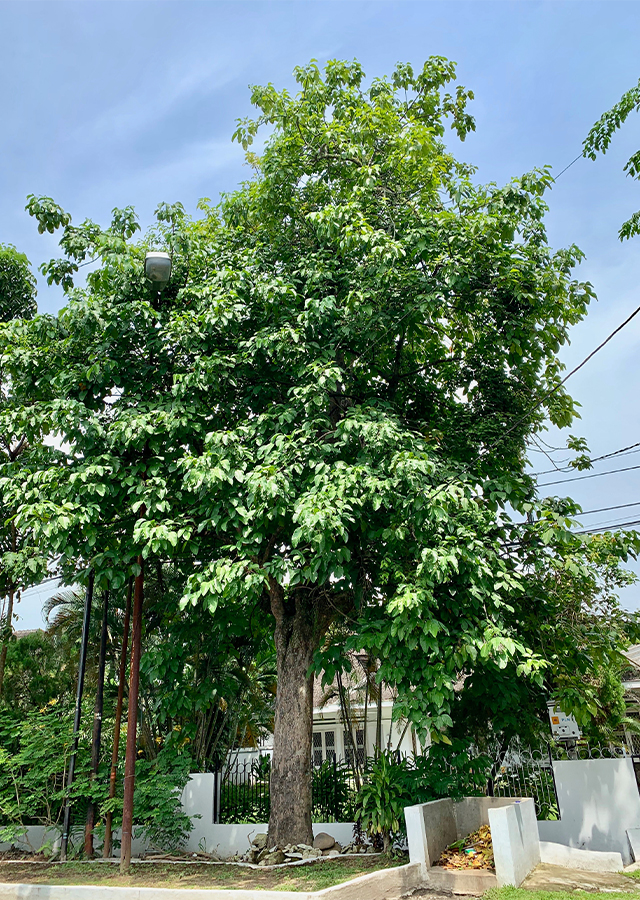 Penyebaran Kecapi