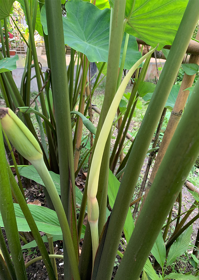 Penyebaran Keladi