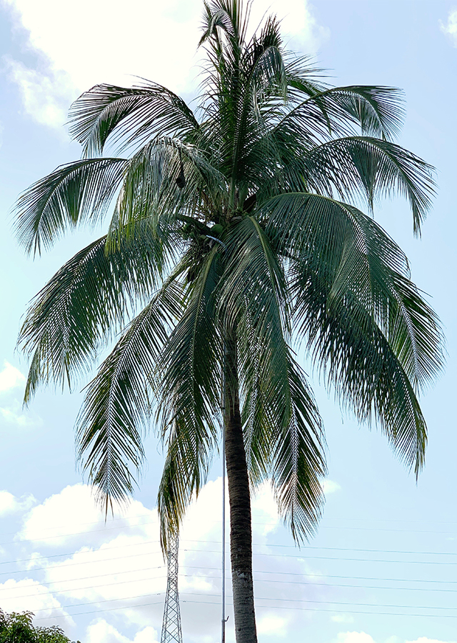 Penyebaran Kelapa