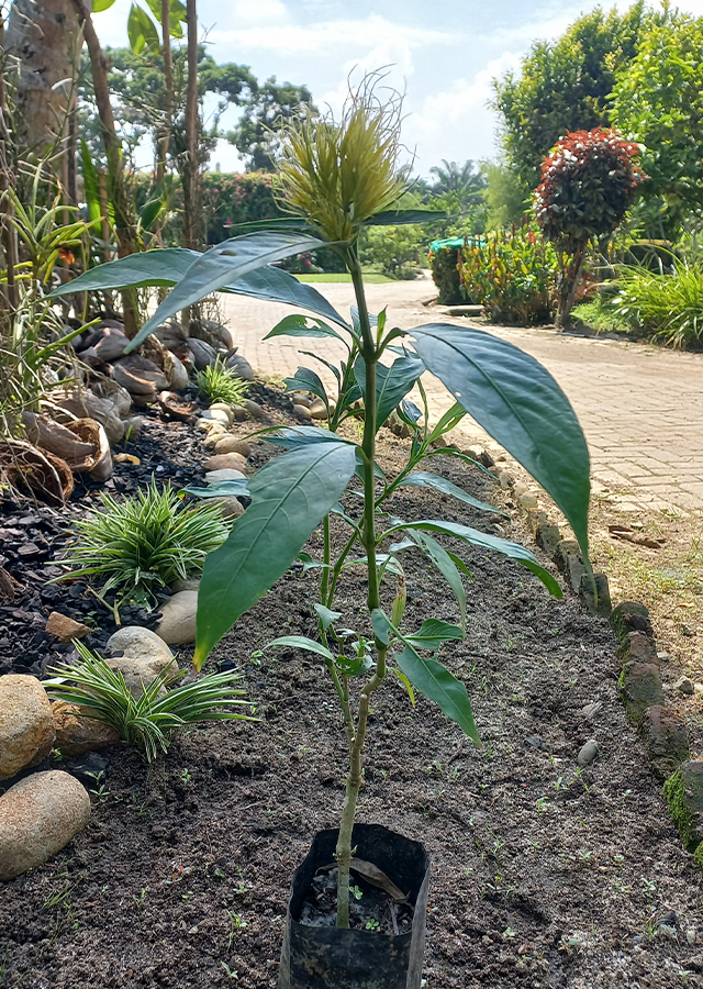 Penyebaran Kembang Emas