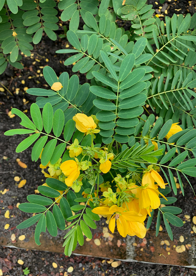 Penyebaran Kembang Kuning