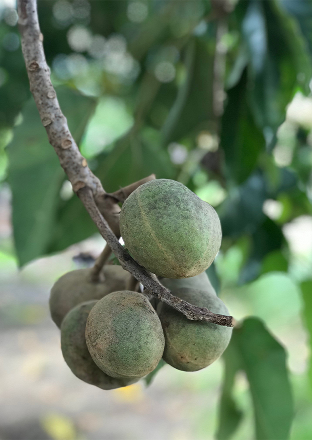 Penyebaran Kemiri