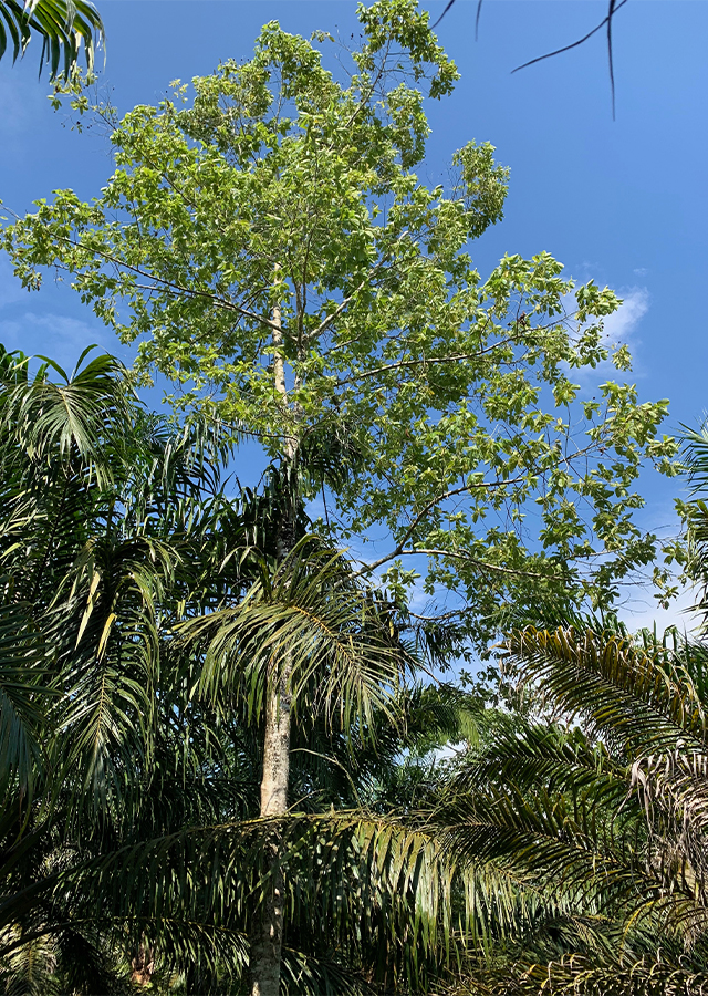 Penyebaran Kratom