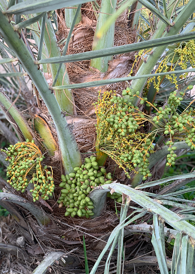 Penyebaran Kurma