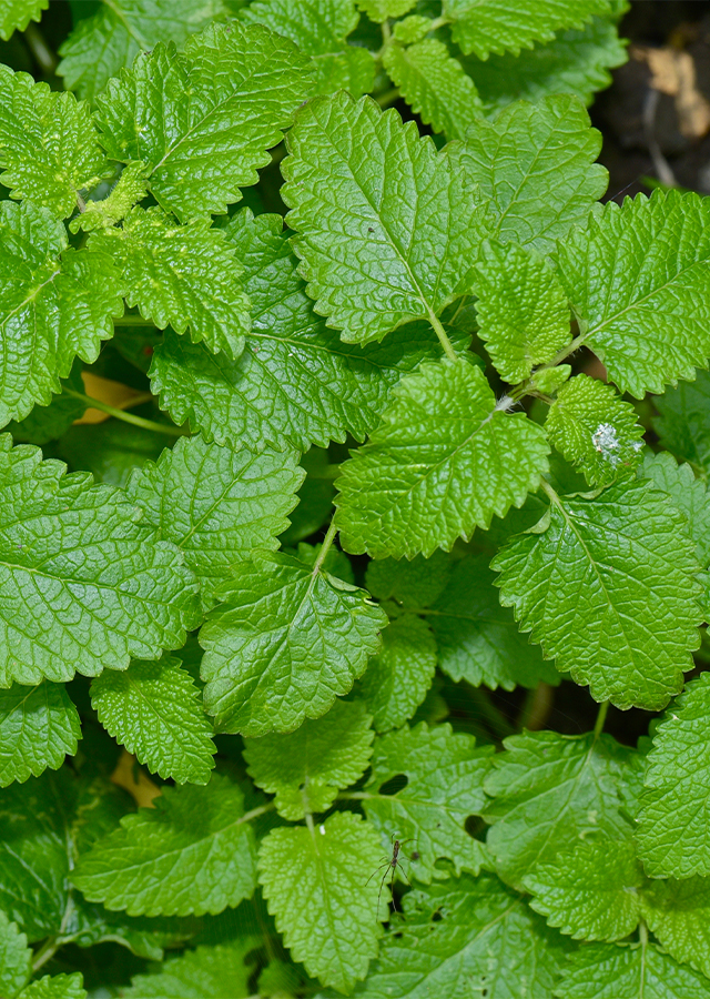 Penyebaran Lemon Balm