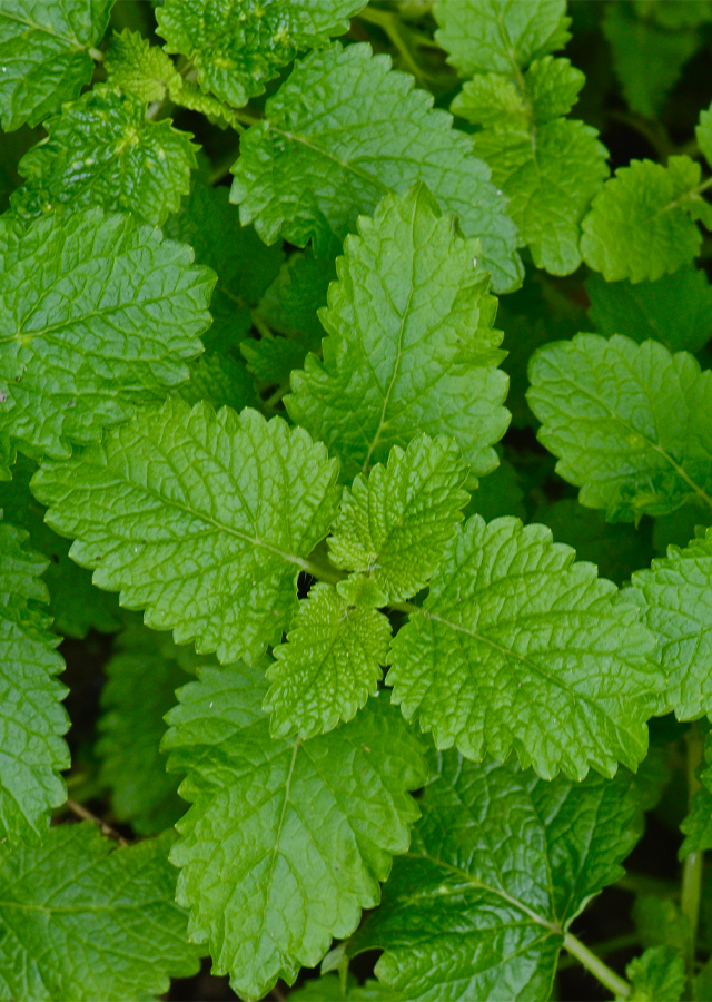 Penyebaran Lemon Balm