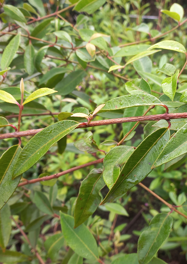 Penyebaran Lemon Myrtle