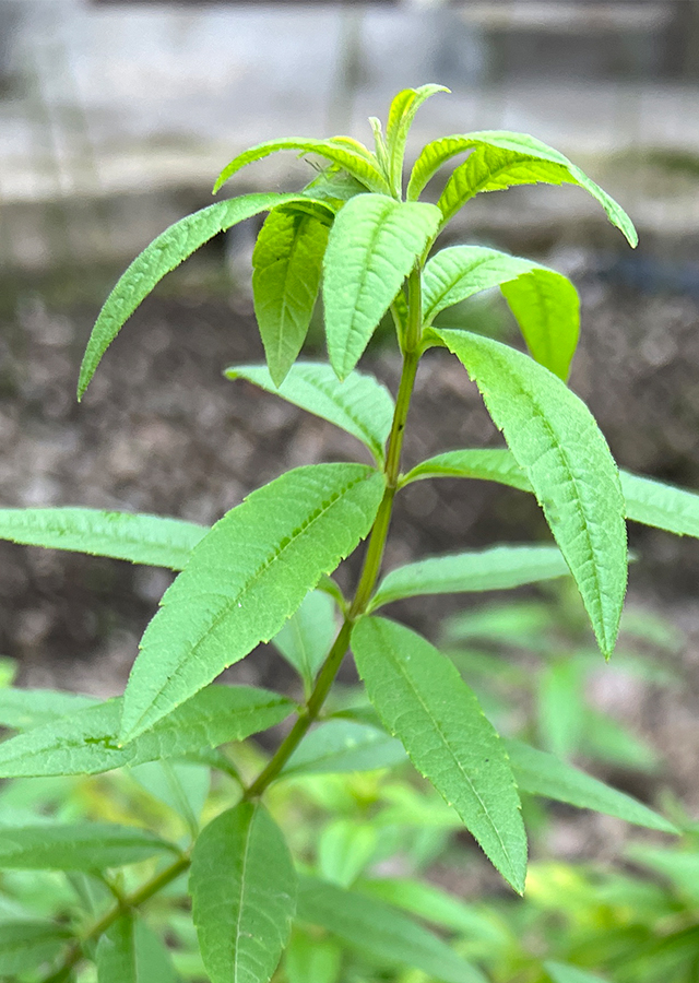 Penyebaran Lemon Verbena