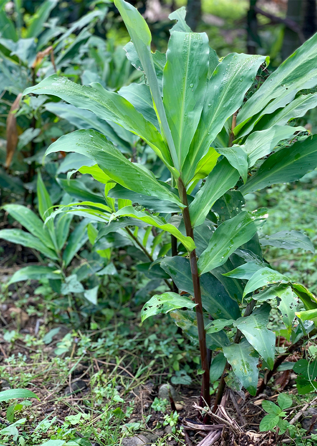 Penyebaran Lempuyang Hitam