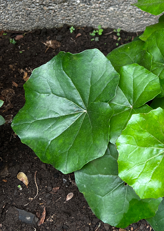 Penyebaran Ligularia