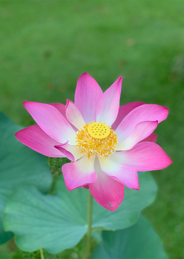 Penyebaran Lotus