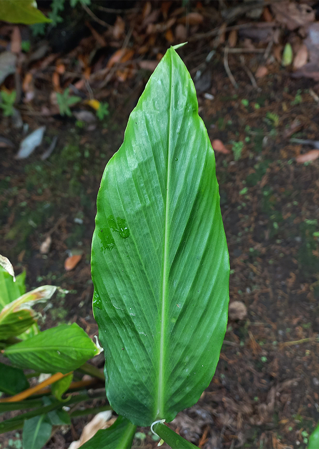 Penyebaran Luya-luyahan