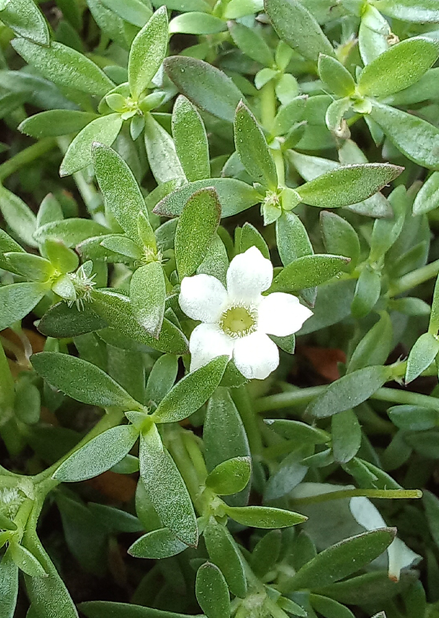 Penyebaran Mata Yuyu