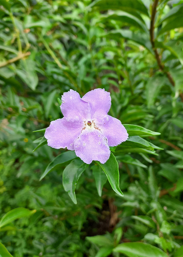 Penyebaran Melati Putih Ungu