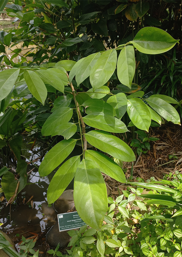 Penyebaran Merbau Air