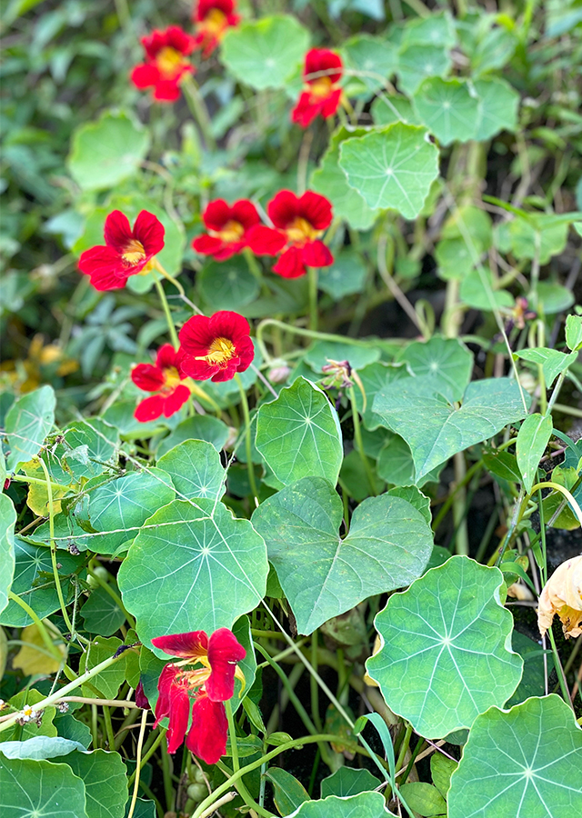 Penyebaran Nasturtium