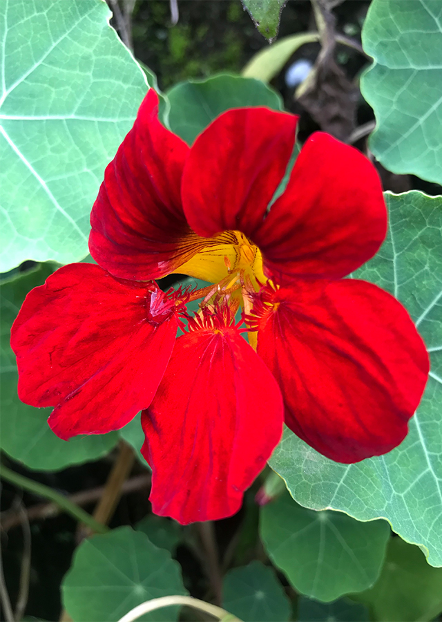 Penyebaran Nasturtium