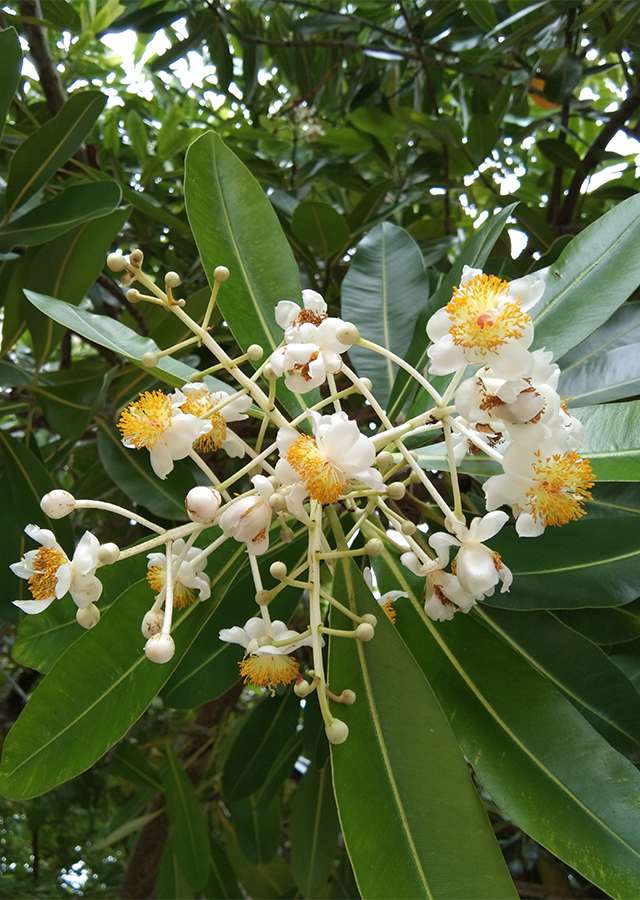 Penyebaran Nyamplung