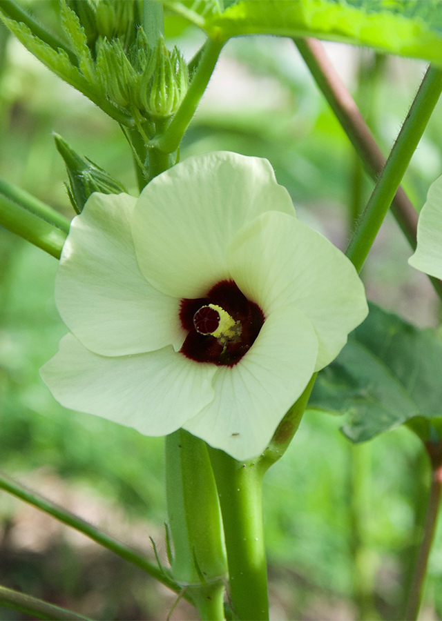 Penyebaran Okra