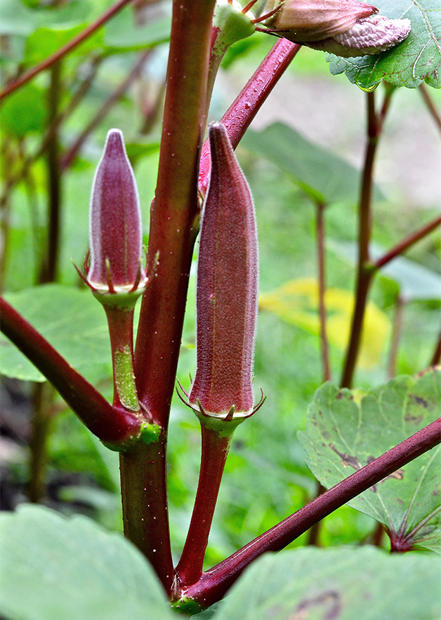 Penyebaran Okra