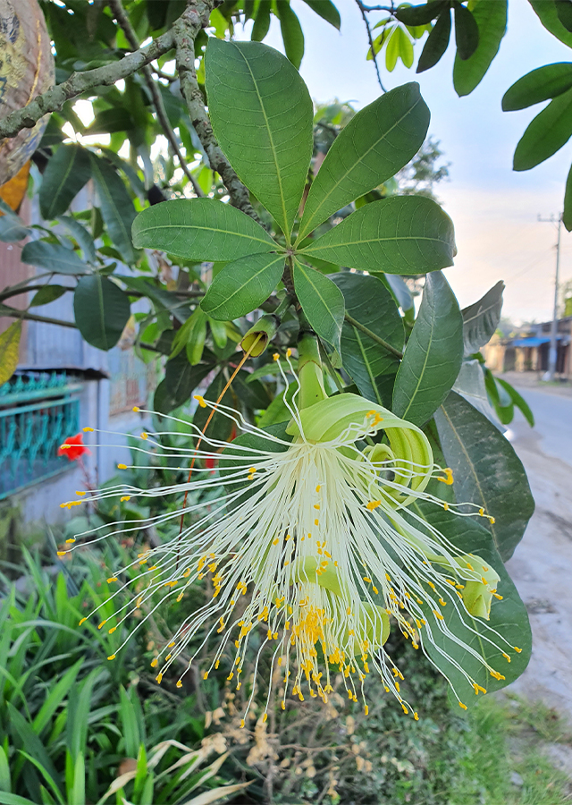 Penyebaran Pachira