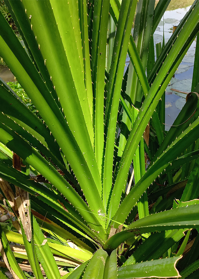 Penyebaran Pandan Duri