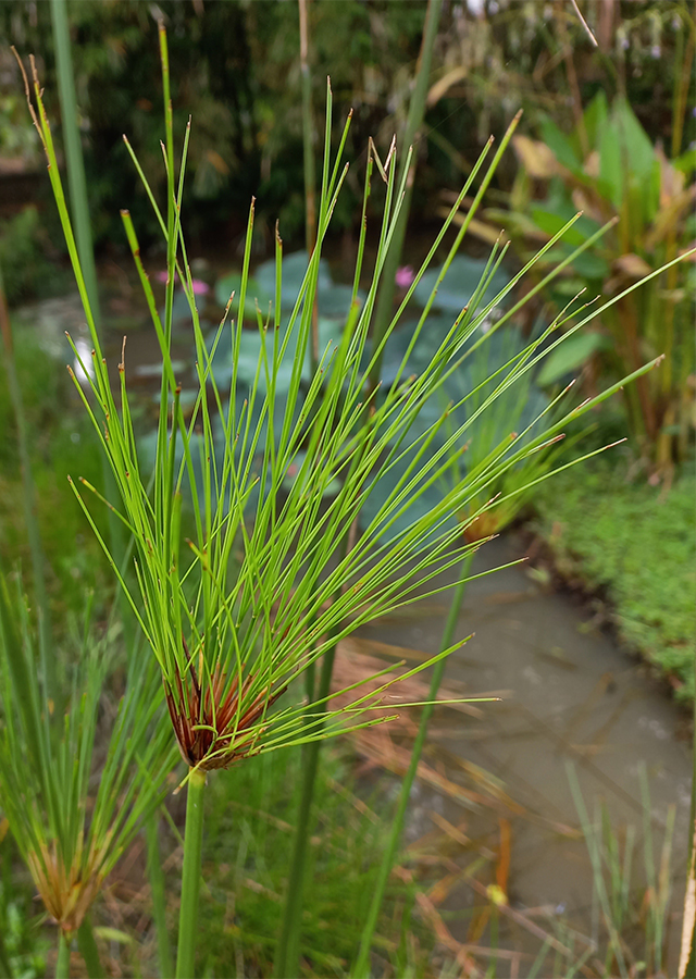 Penyebaran Papirus