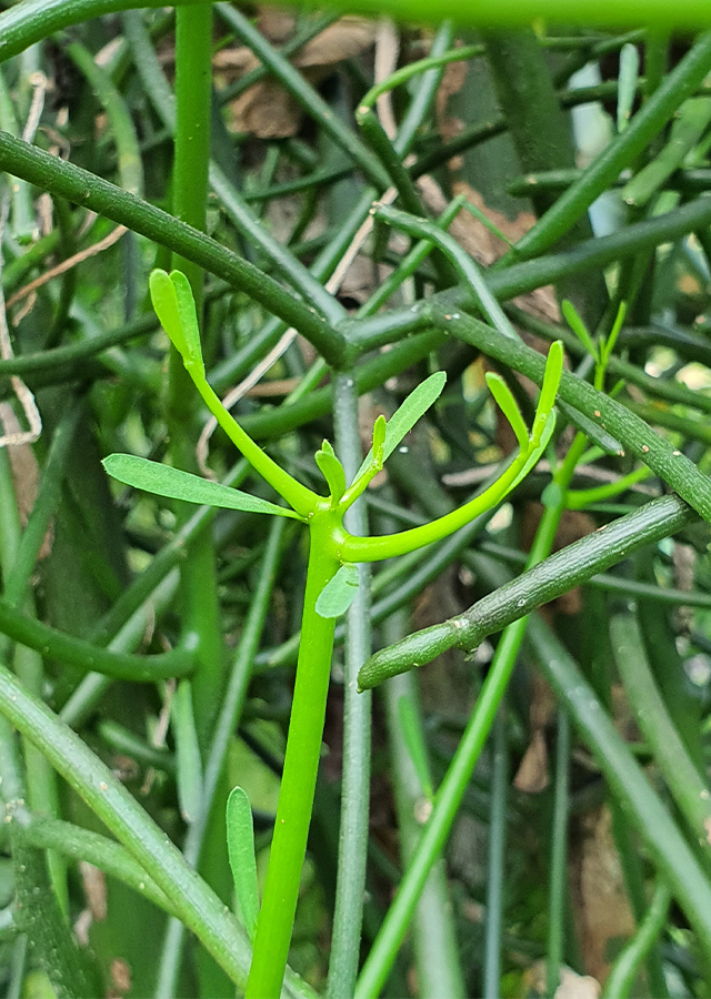 Penyebaran Patah Tulang