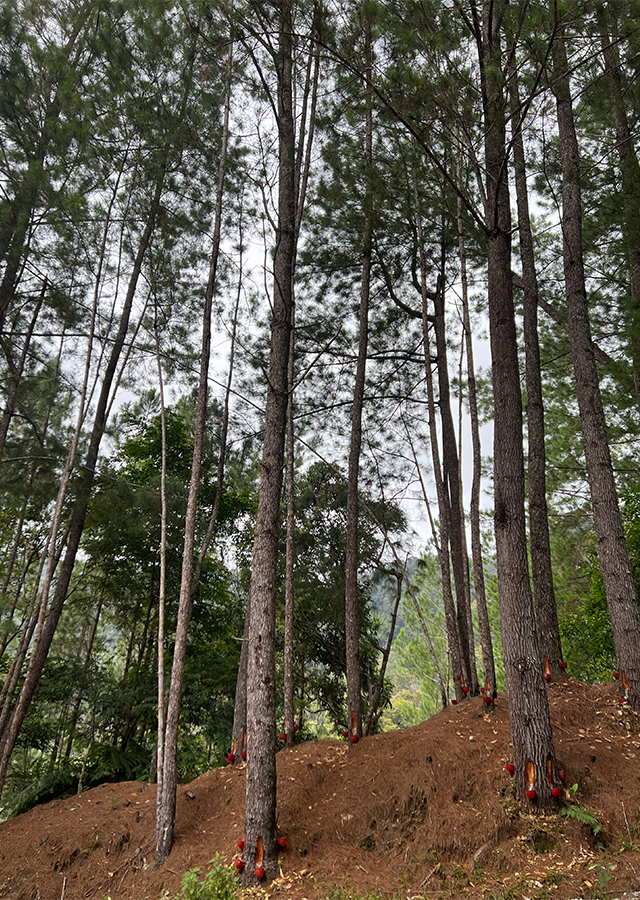 Penyebaran Pinus