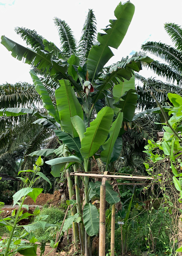 Penyebaran Pisang Kepok