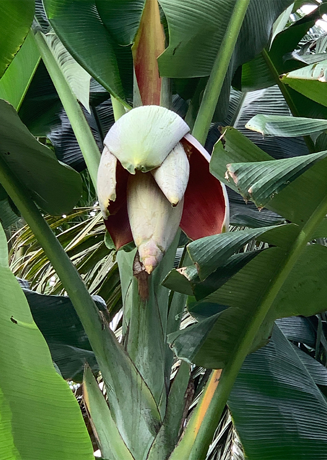 Penyebaran Pisang Kepok