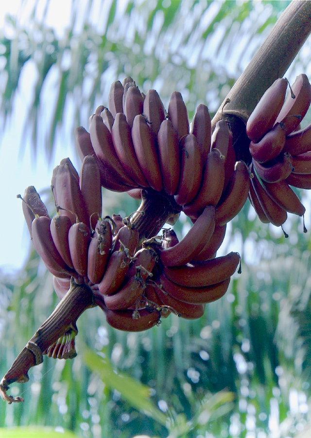 Penyebaran Pisang Merah