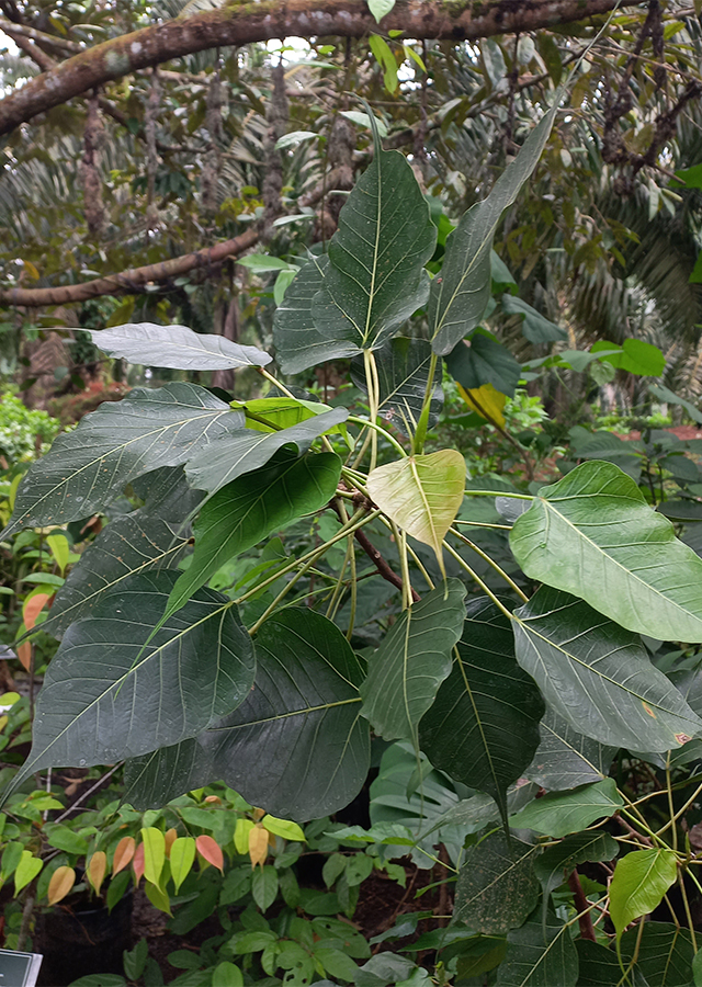 Penyebaran Pohon Bodhi