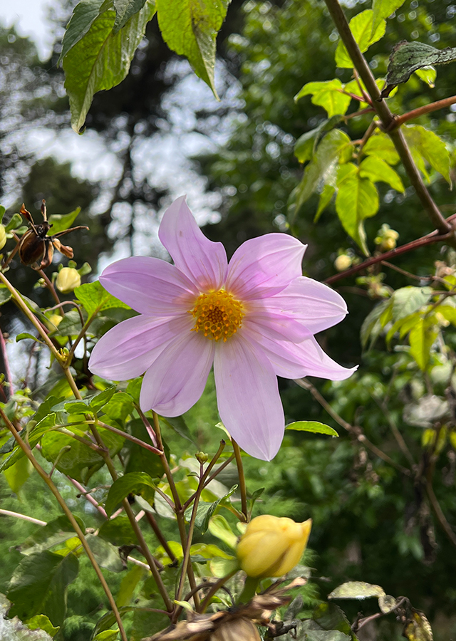 Penyebaran Pohon Dahlia