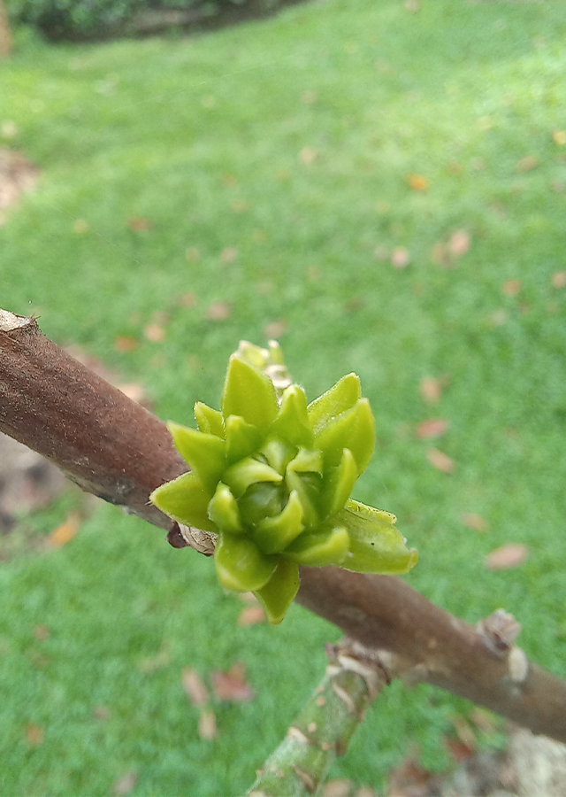 Penyebaran Pohon Kanon