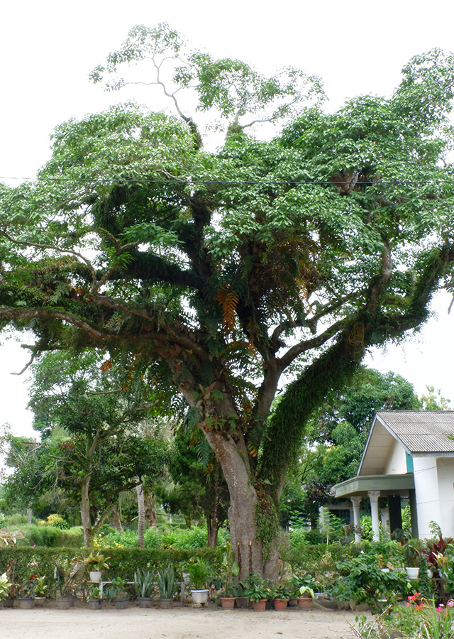 Penyebaran Pohon Roda