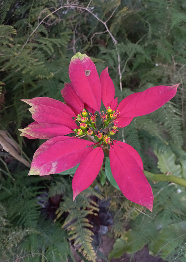 Penyebaran Poinsettia